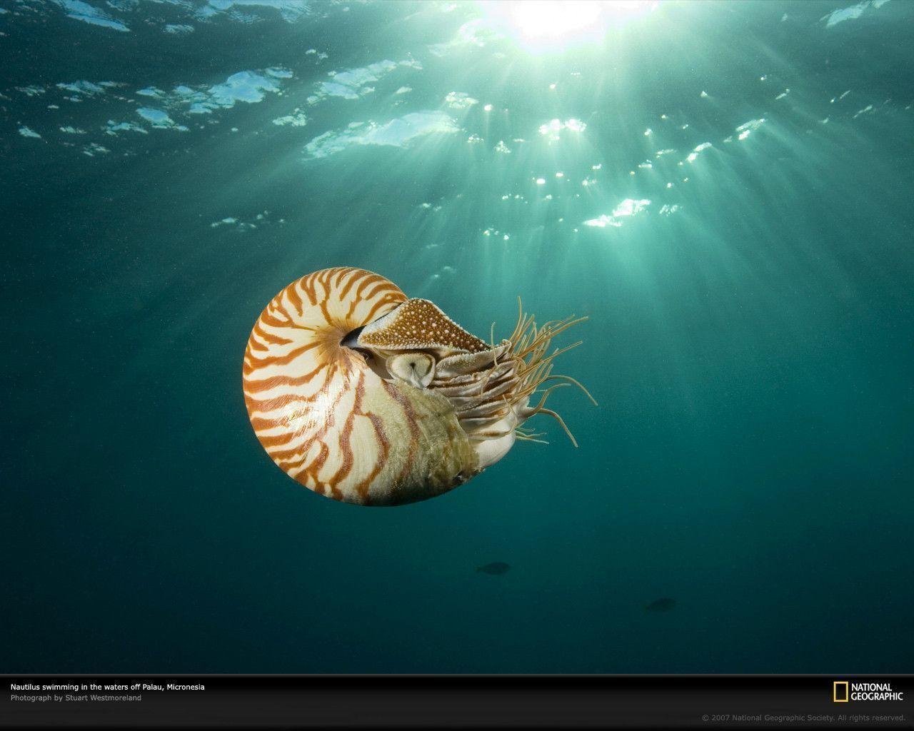 Swimming Nautilus