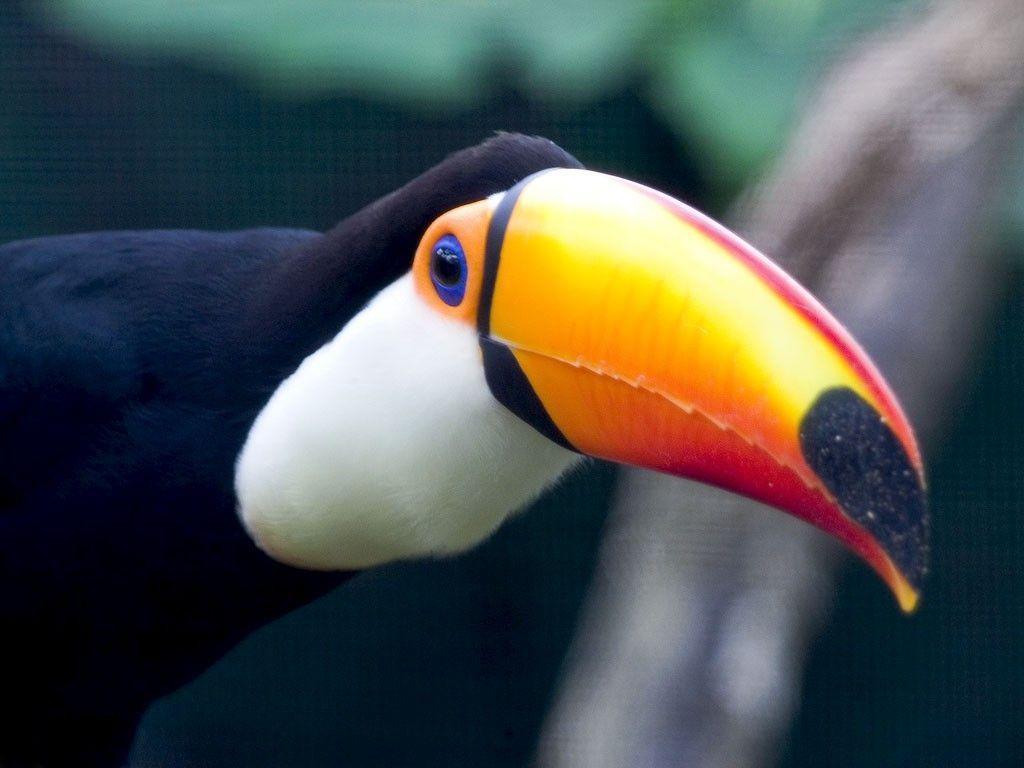 Desktop Background // Animal Life // All Animals // Toucan