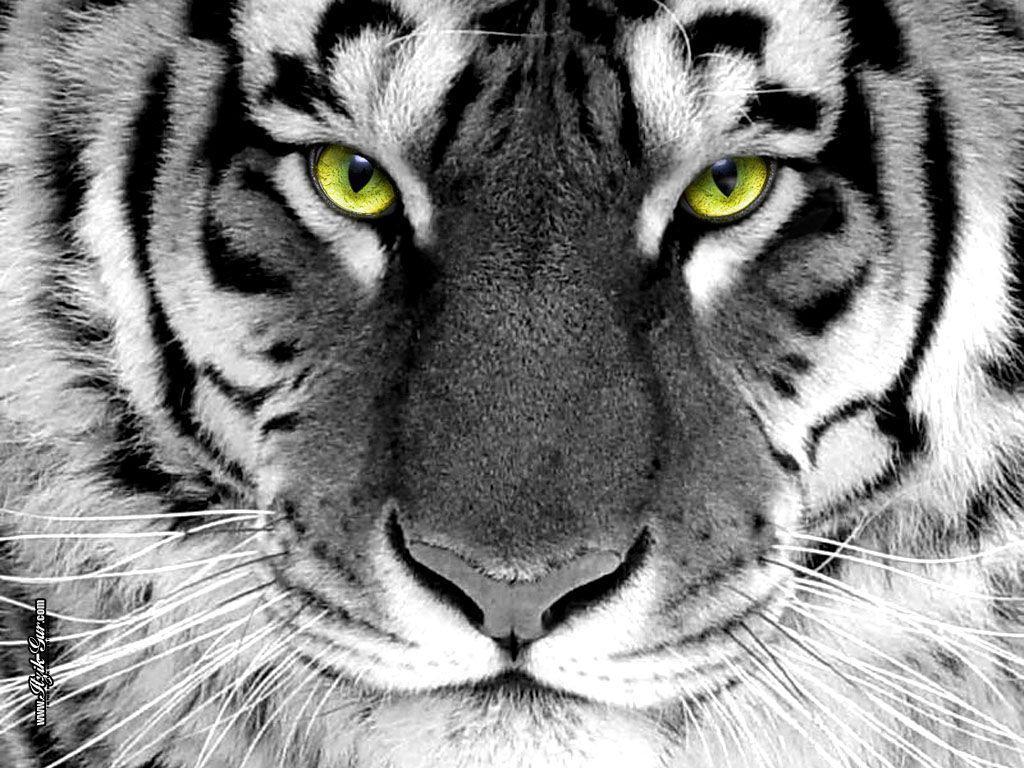 Tiger eyes free desktop background wallpaper image