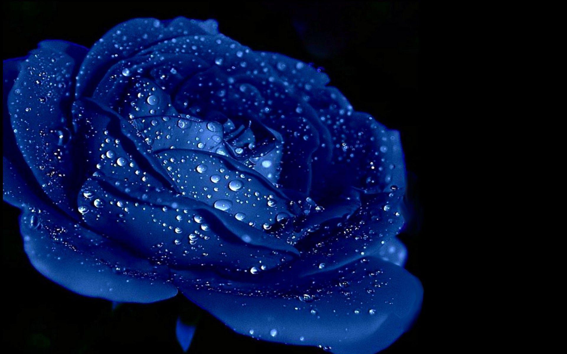 Blue Rose Backgrounds - Wallpaper Cave