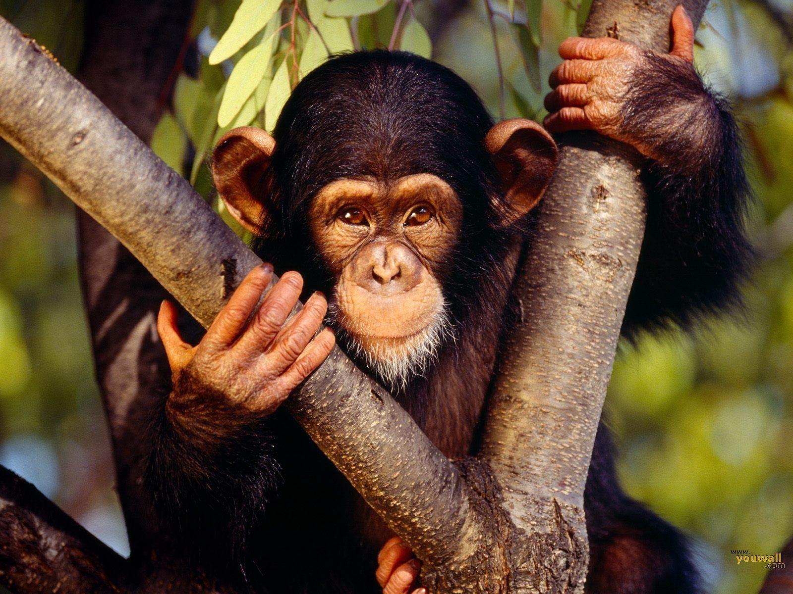 Kostenlose Affen-Hintergrundbilder