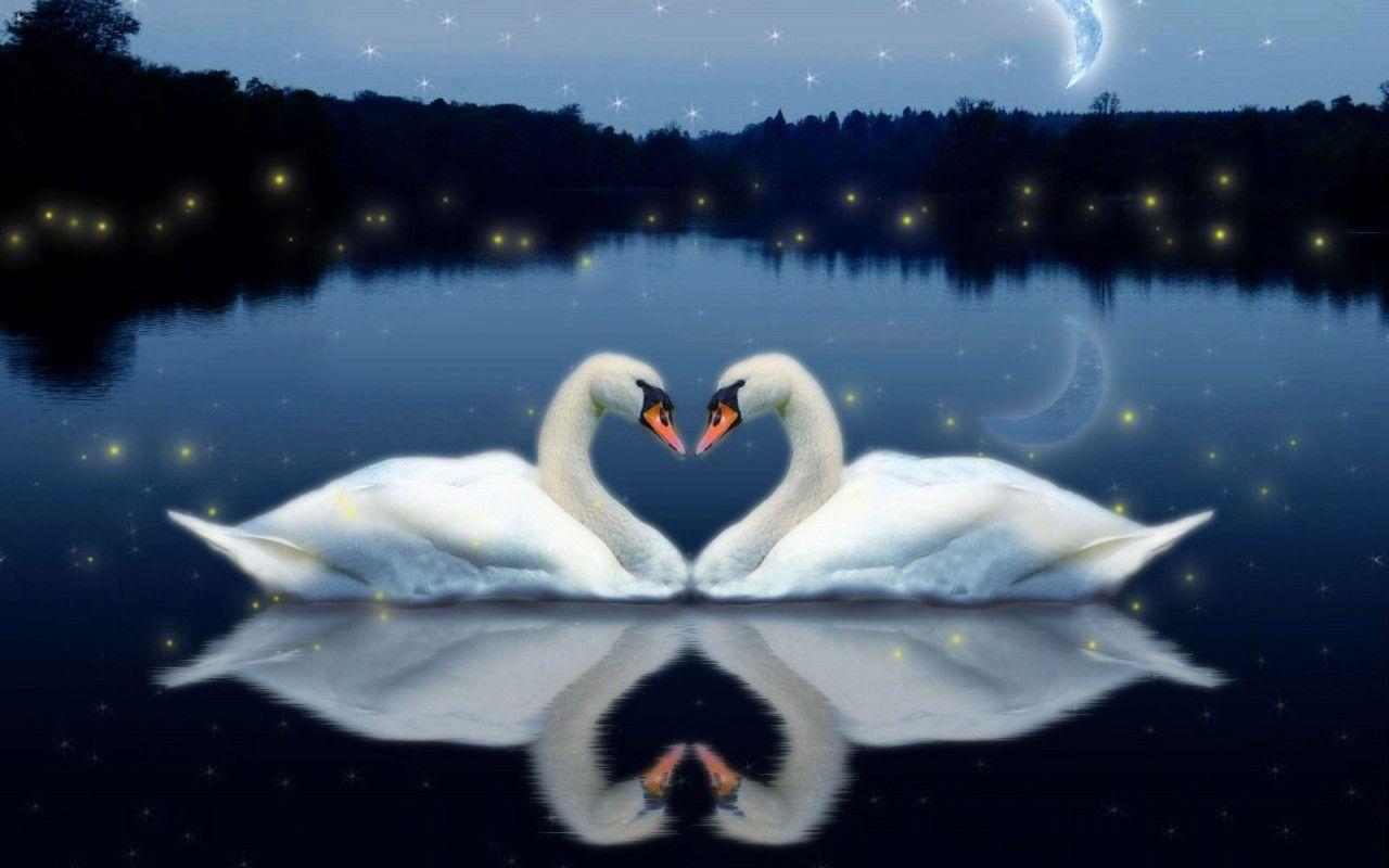 Love Bird Wallpapers - Wallpaper Cave