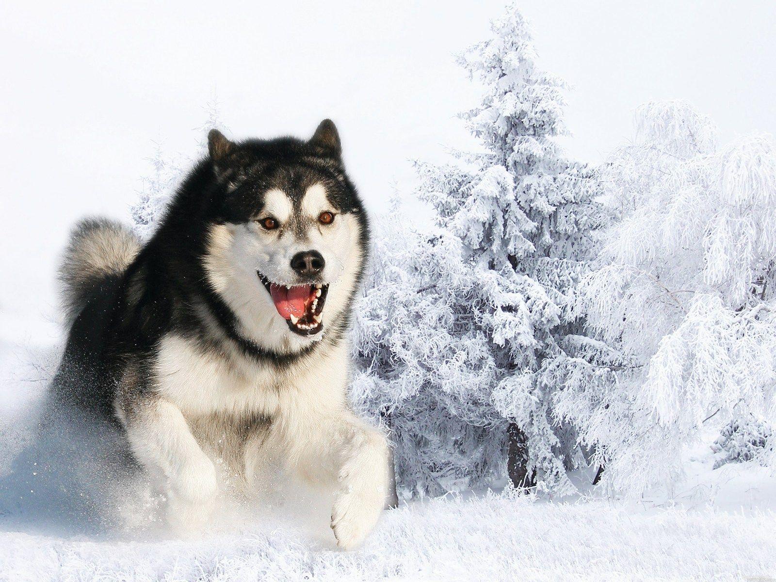 Siberian Husky Dog, Temperament, Training, Picture and Video