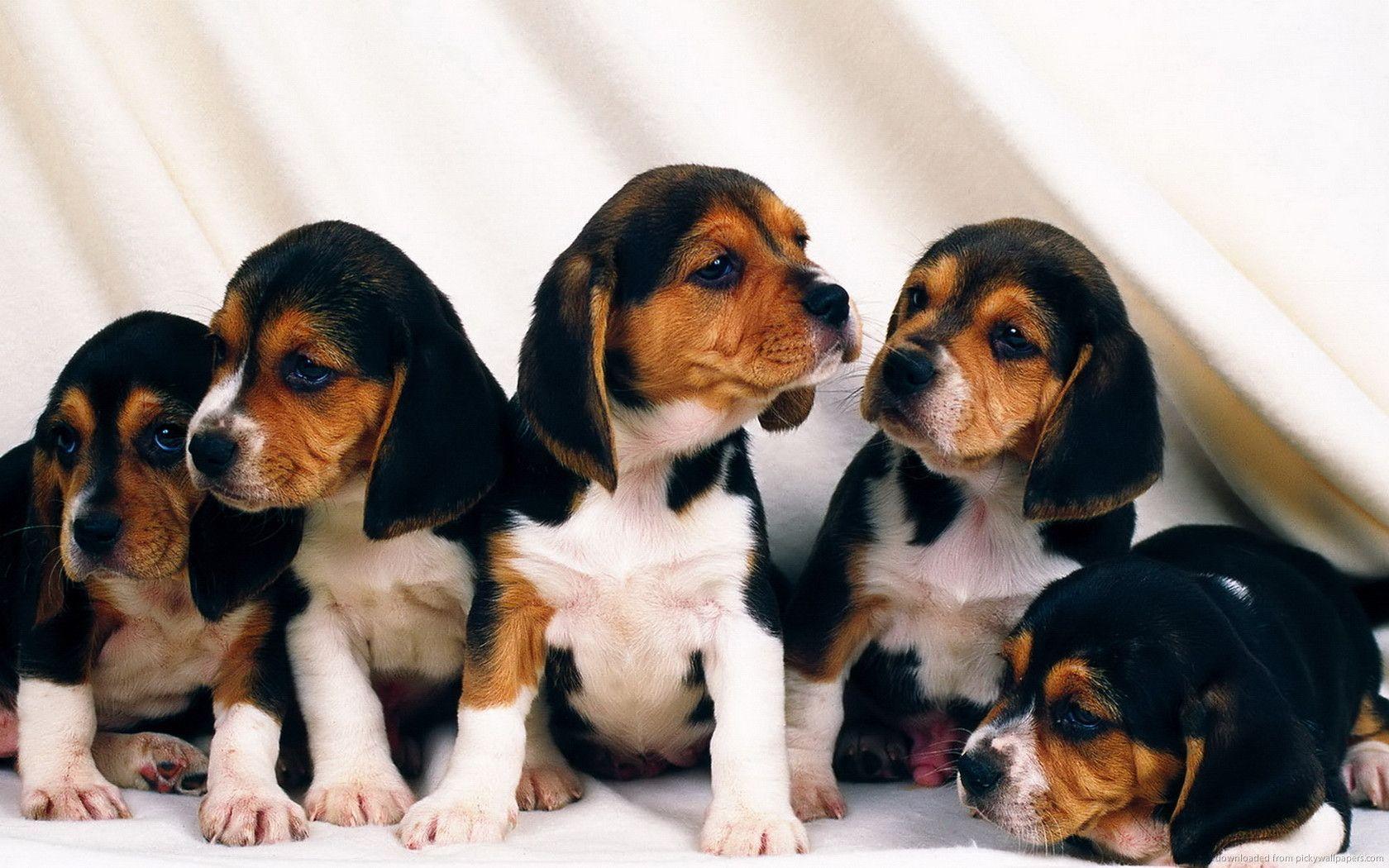 Beagle Puppies. Download HD Wallpaper