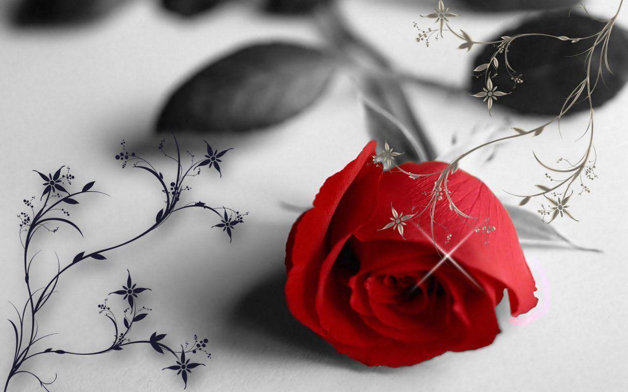 Wallpaper For > Single Red Rose Black And White Background