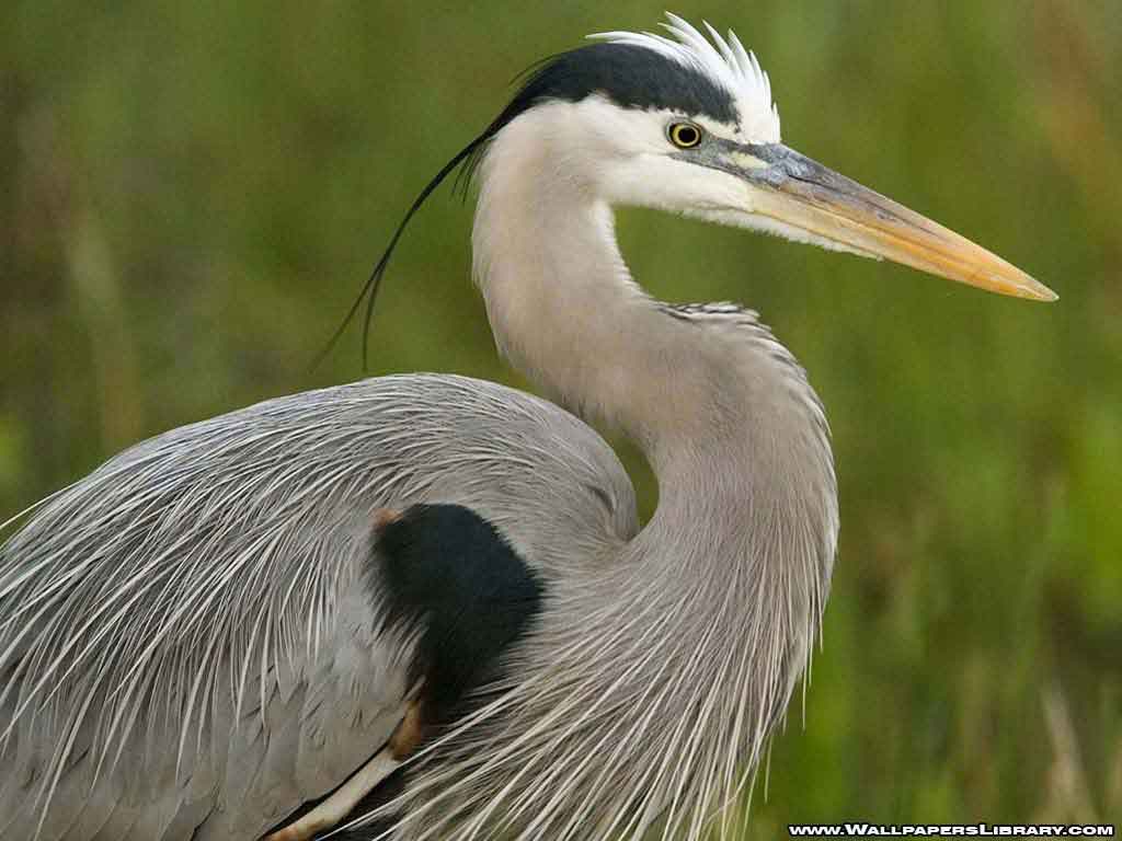 Heron Wallpapers - Wallpaper Cave