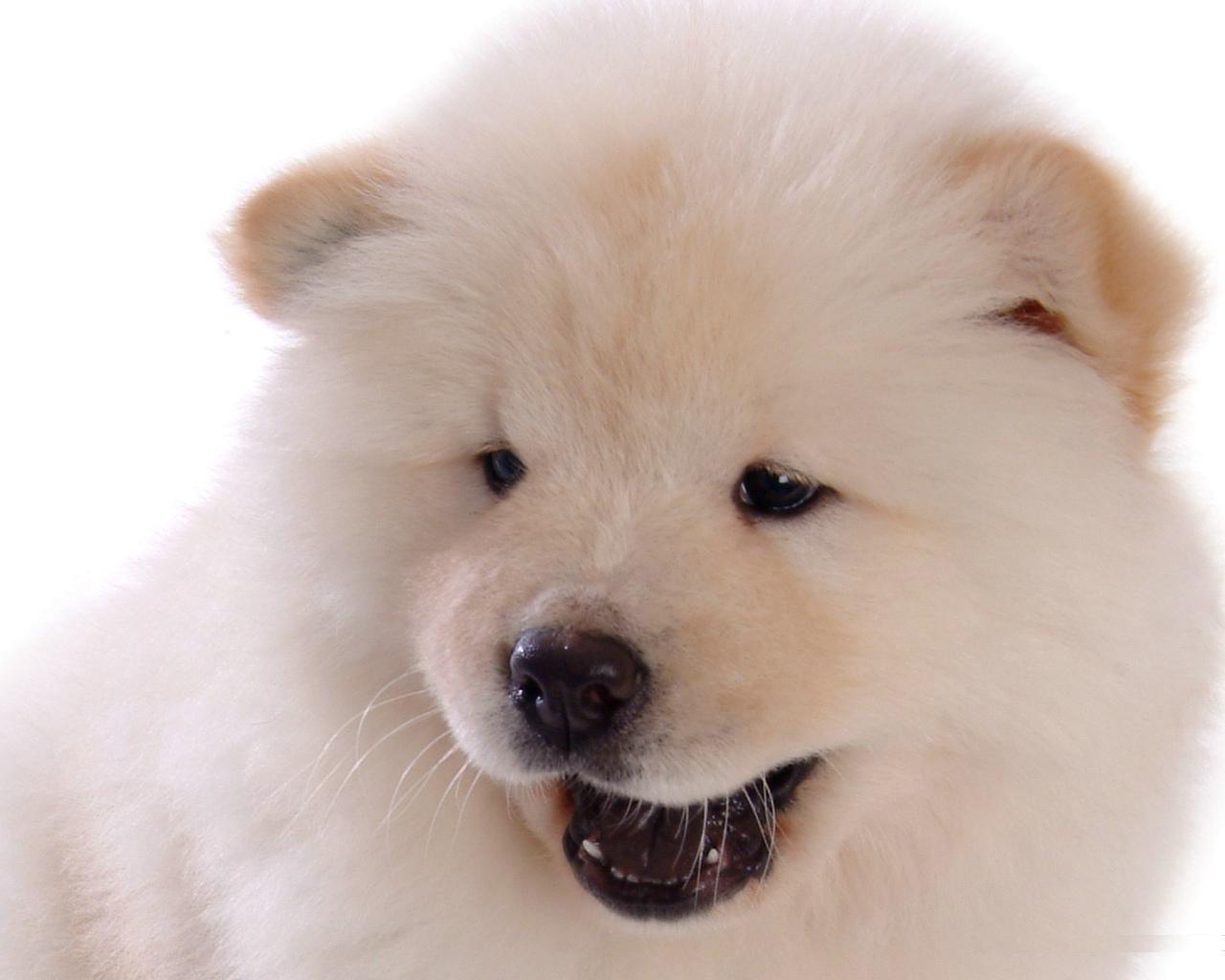 Chow Chow Dogs HD Wallpapers