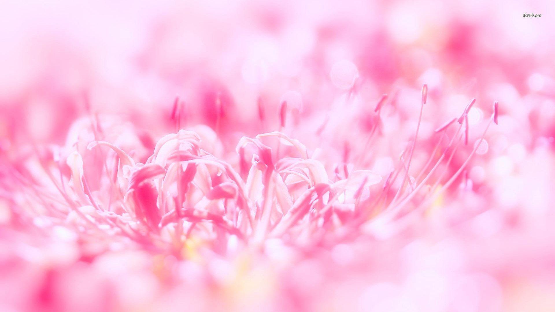Pink Flower Wallpaper