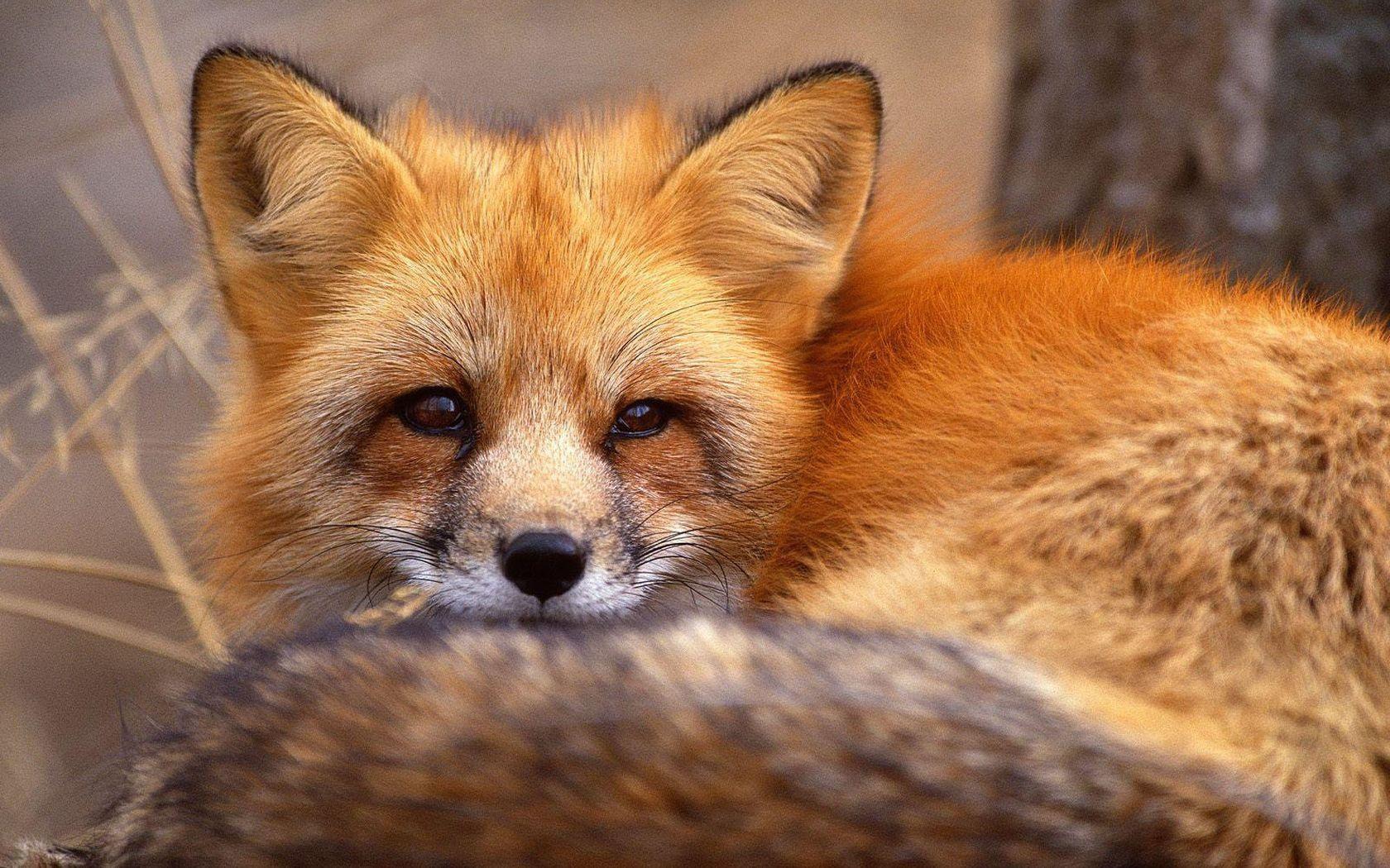 Download wallpaper animals, fox free desktop wallpaper in