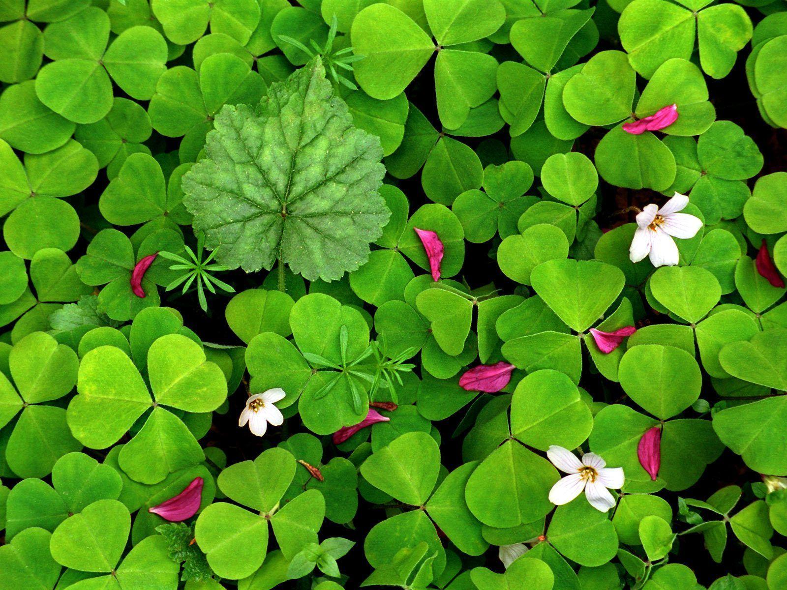 Free HQ Oxalis In Spring Wallpaper HQ Wallpaper