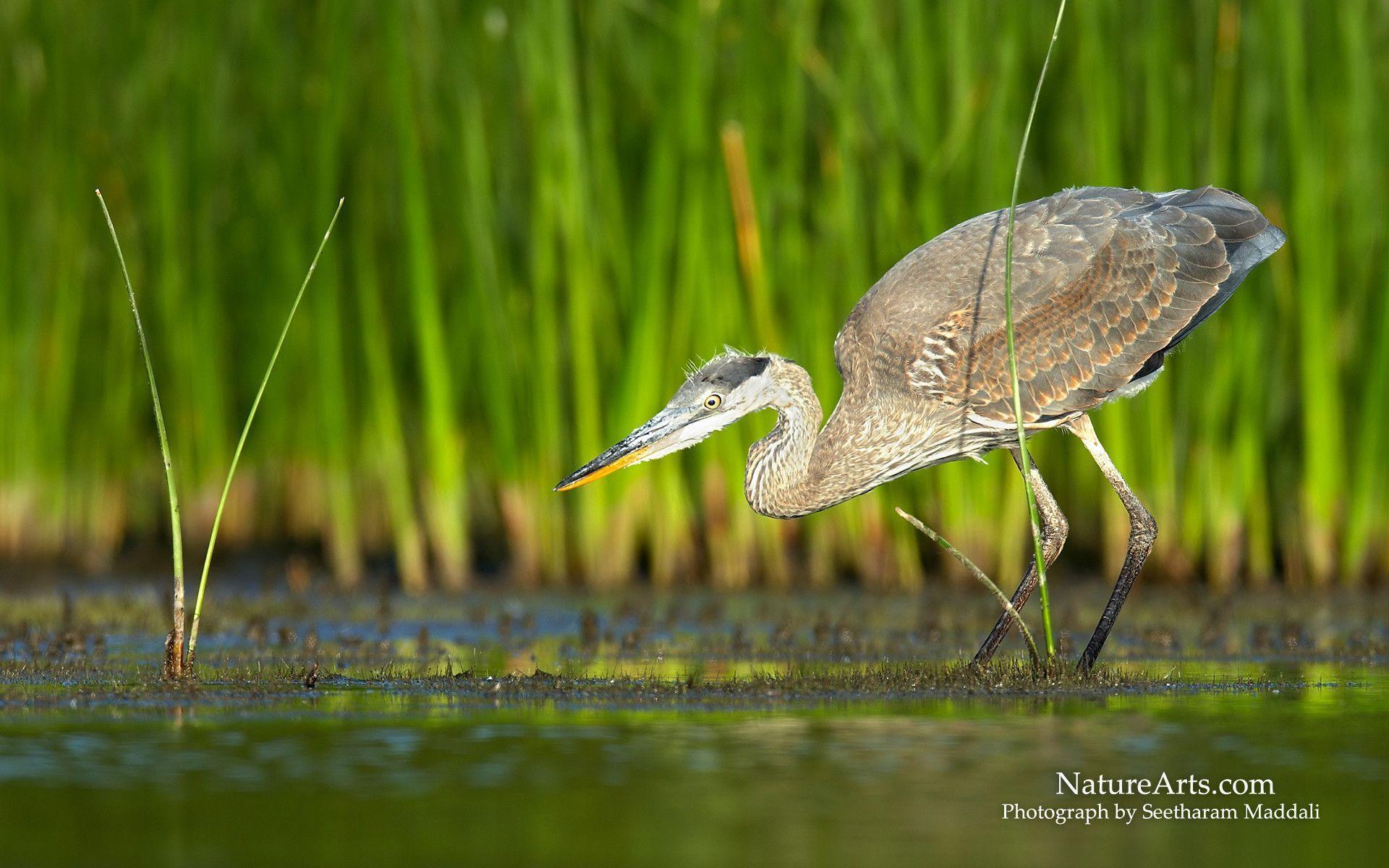 Heron Wallpapers - Wallpaper Cave