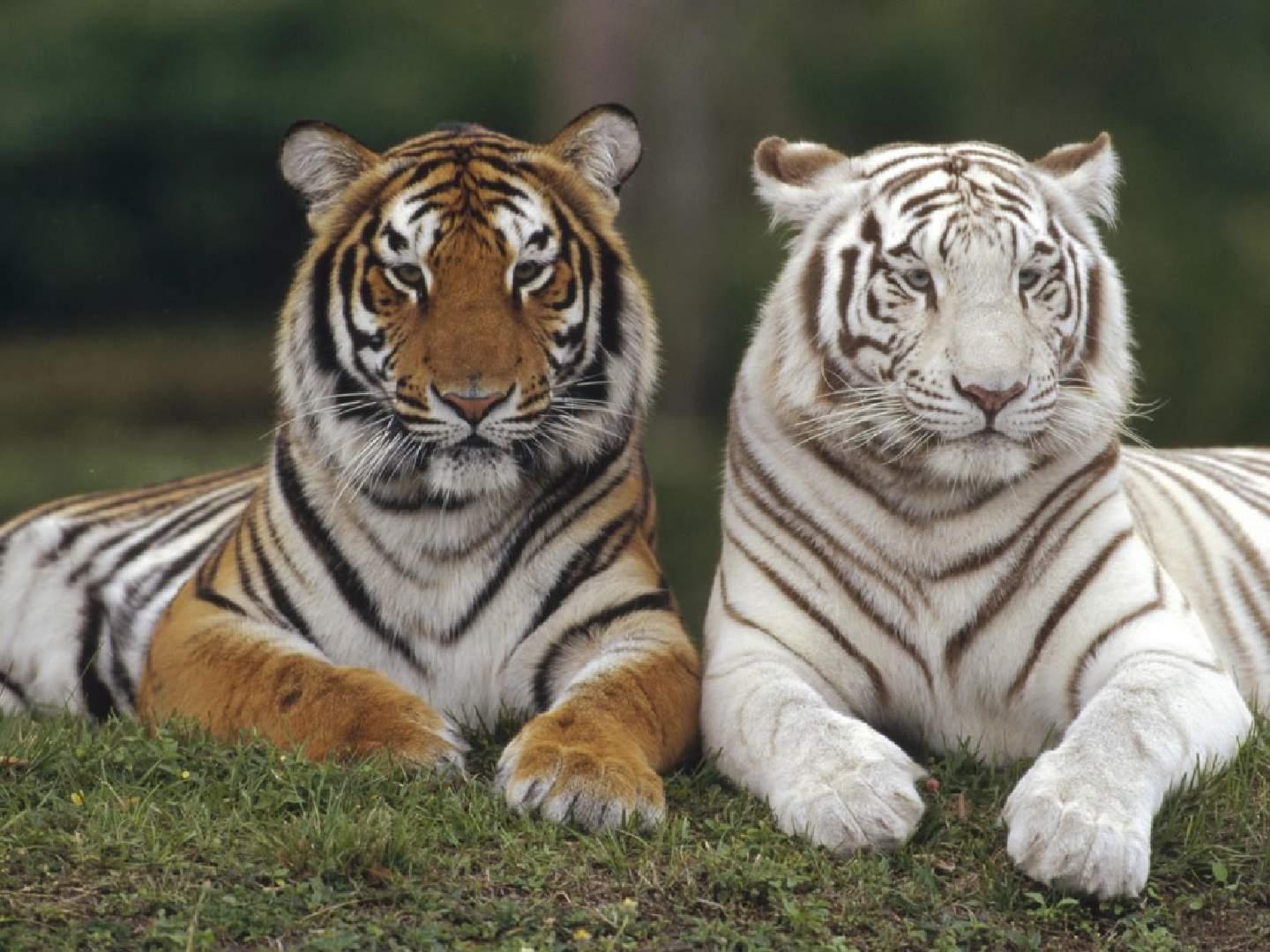 White albino Bengal tiger and normal orange colored Bengal tiger