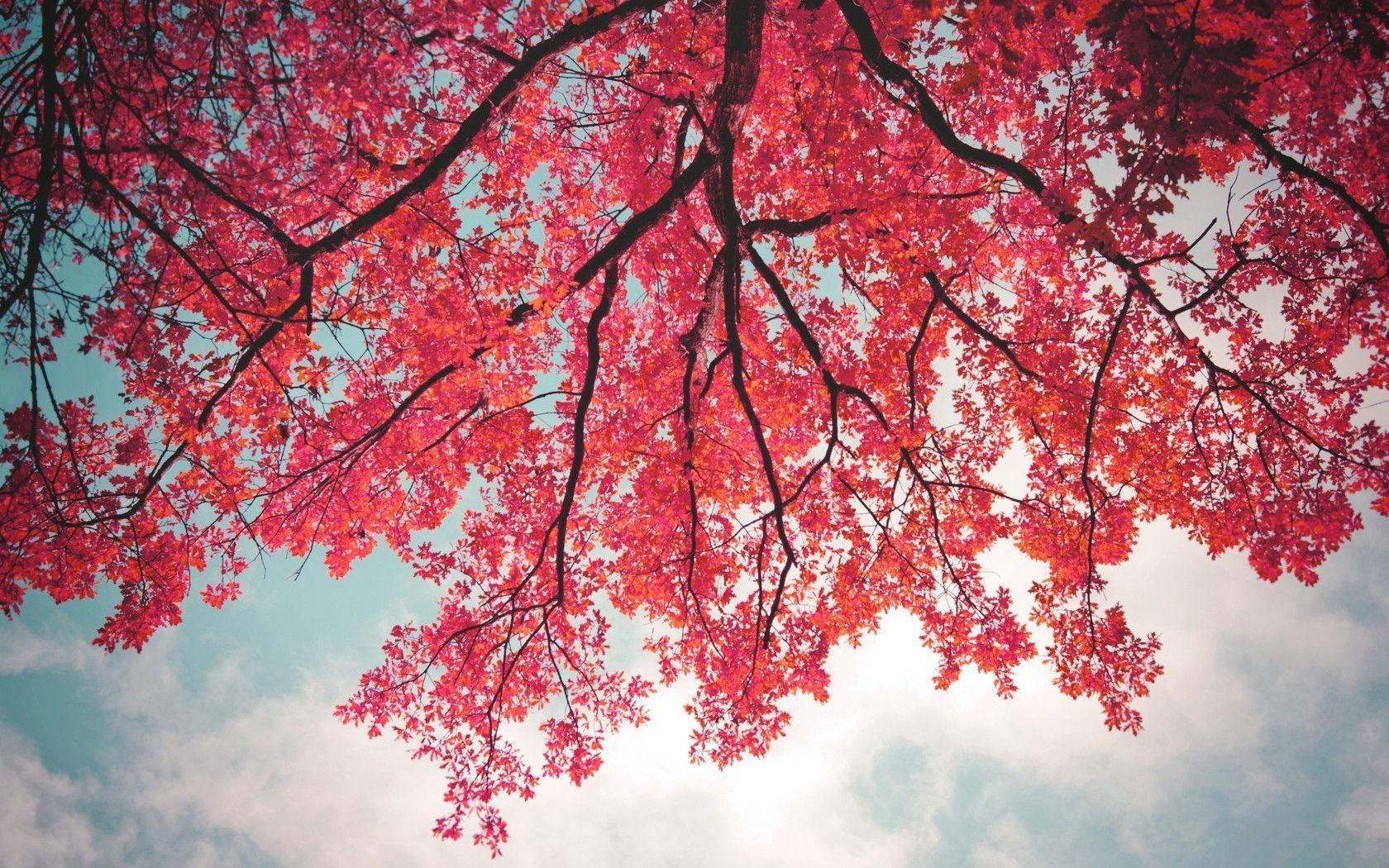 Wallpaper For > Pink Trees Wallpaper