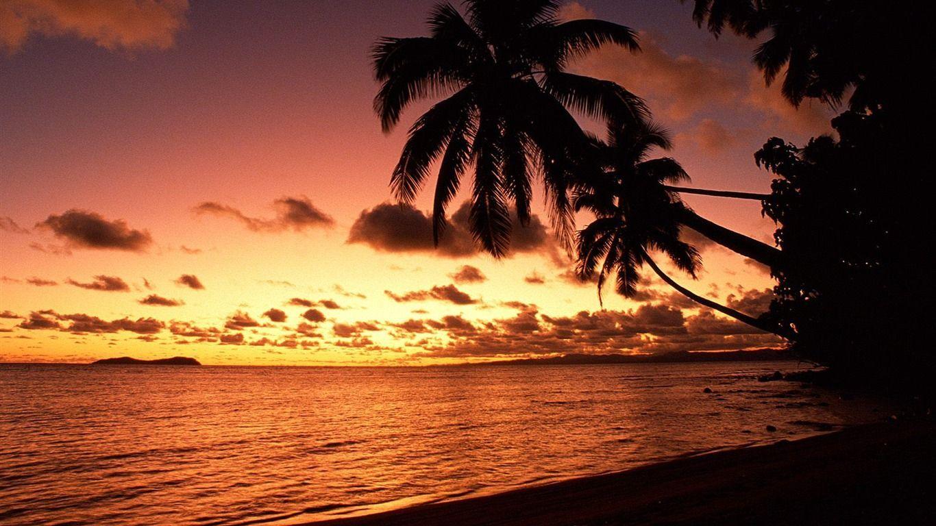 Palm Tree Sunset Wallpaper Wallpaper Inn