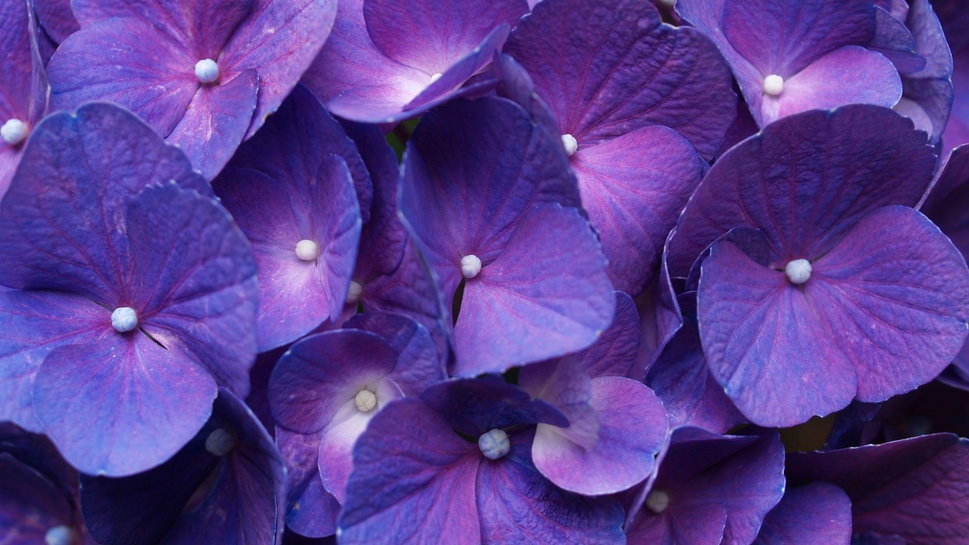 Flowers For > Purple Flower Wallpaper