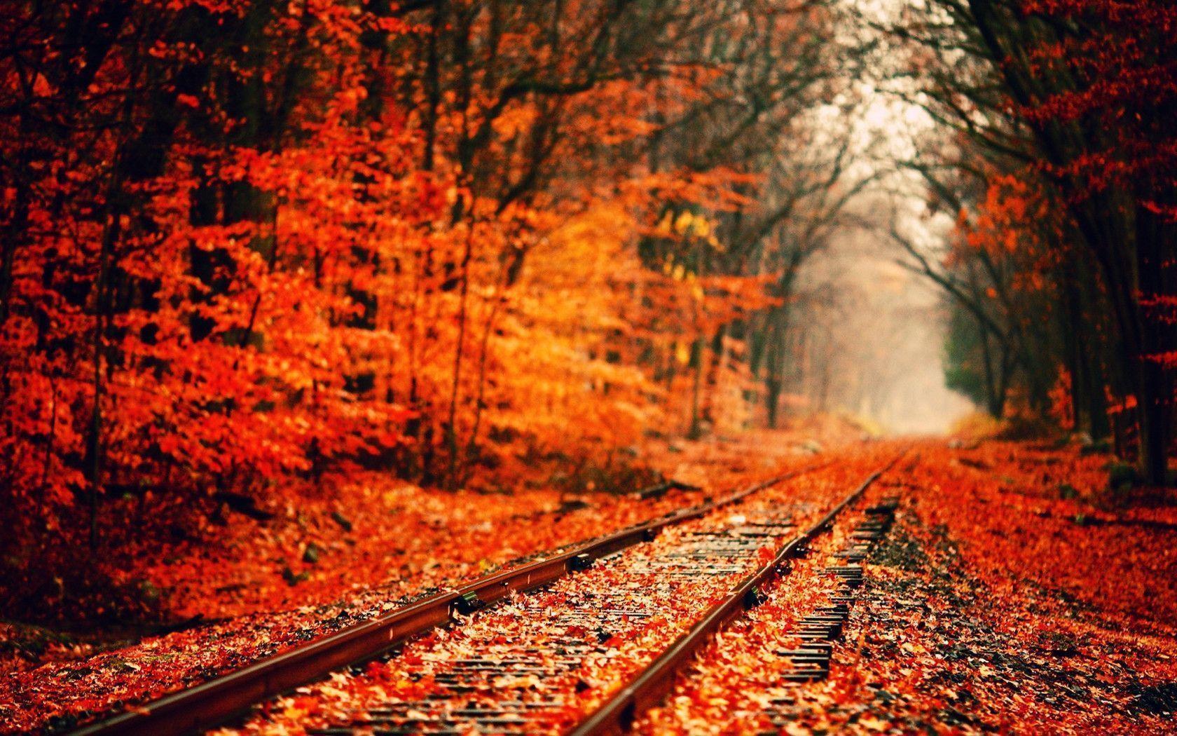 image For > Fall Background