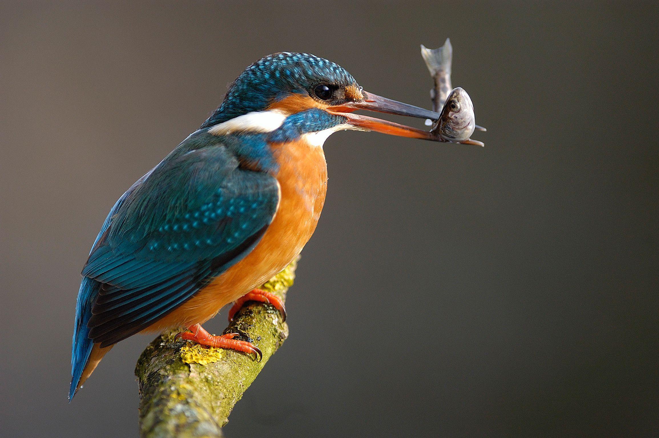 Kingfisher Wallpapers - Wallpaper Cave
