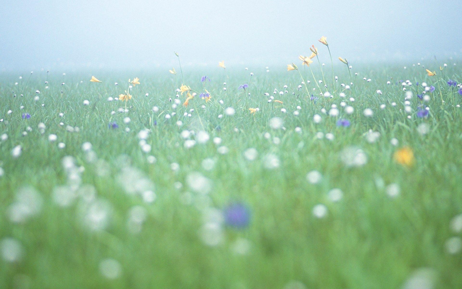 Soft Focus Flower Photography (Vol.03), Pure Sweet Wideflowers