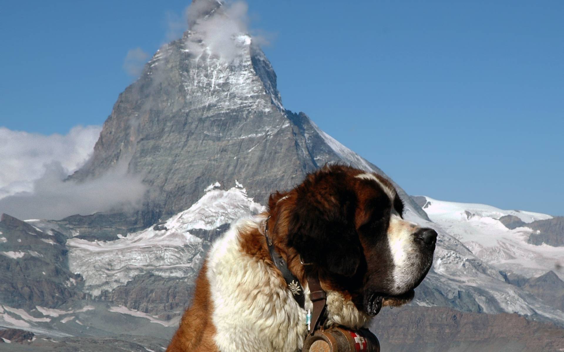 St. Bernard dog wallpaper and image, picture, photo
