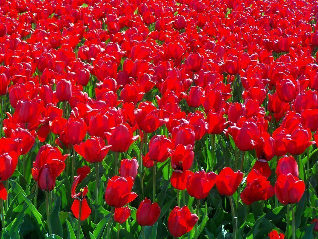 Wirginal Red Bunch Flowers Wallpaper and Picture. Imageize: 468