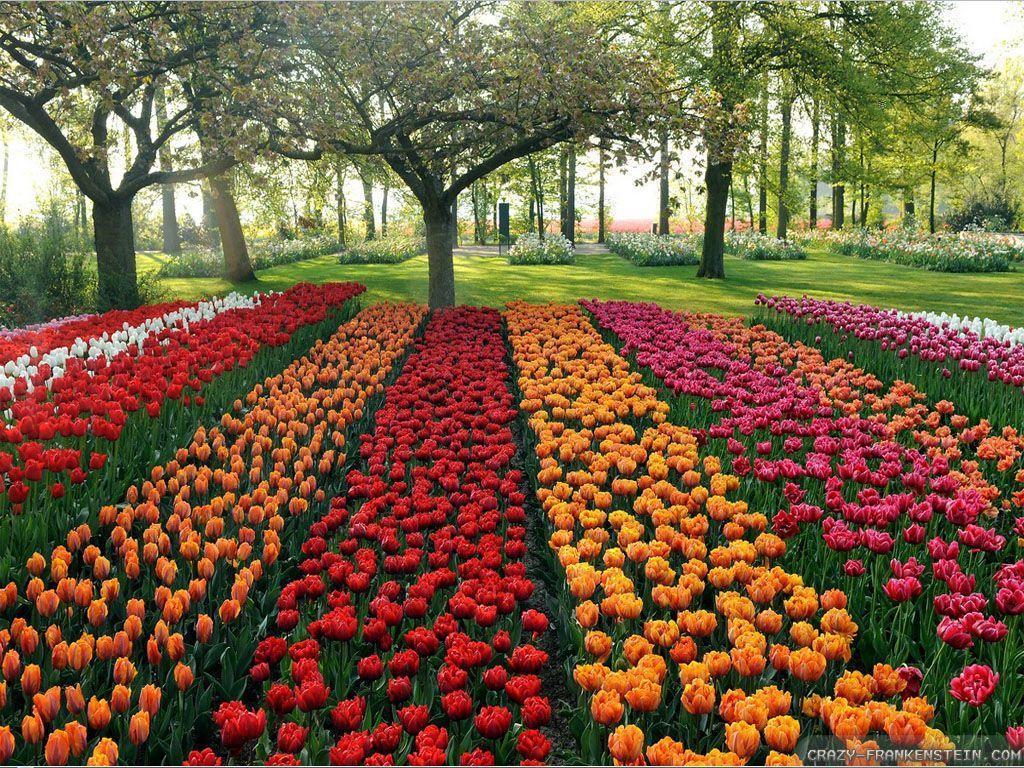 Beautiful Wallpaper Of Flower Gardens