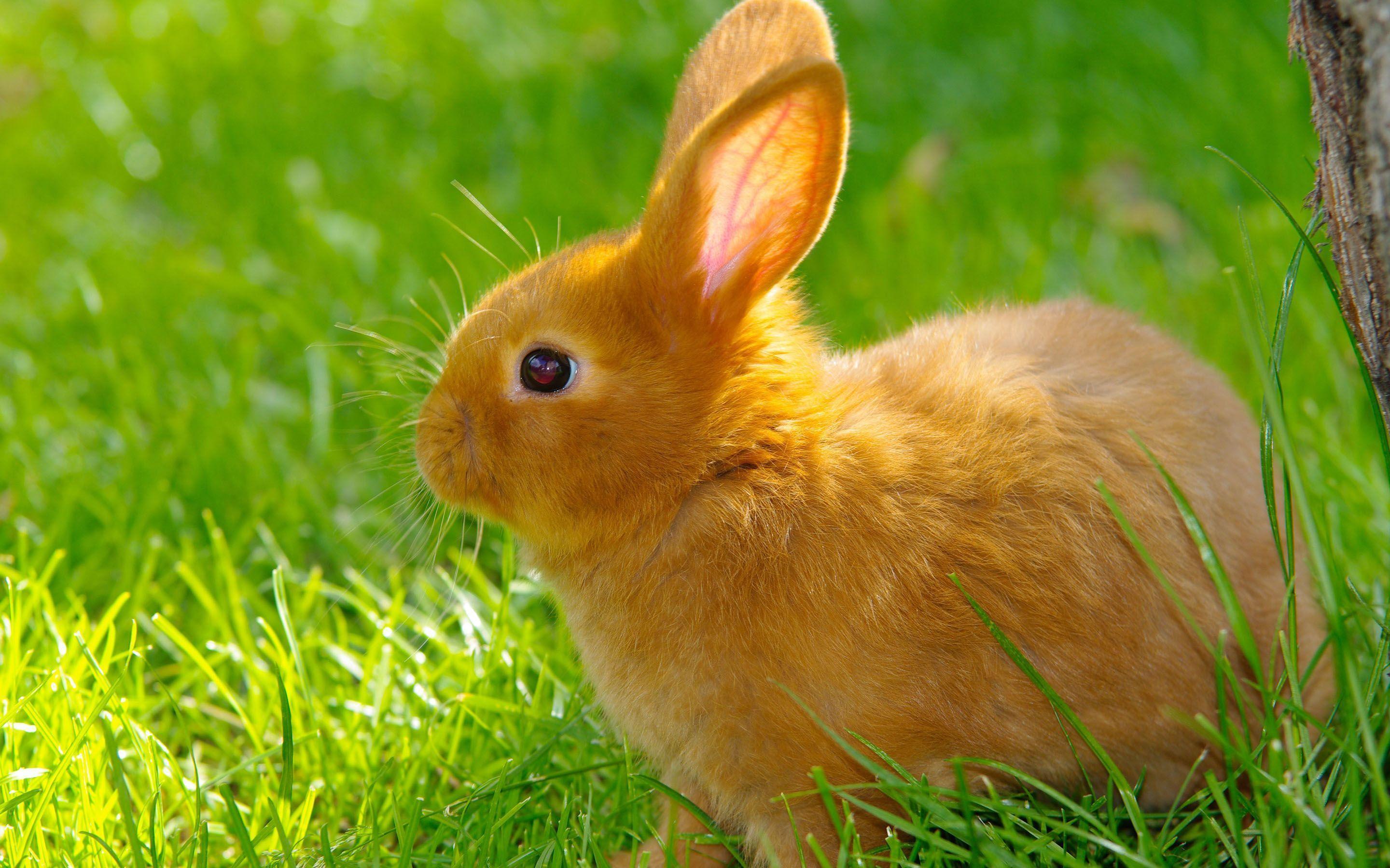 Rabbit. Wallpaper HD free Download