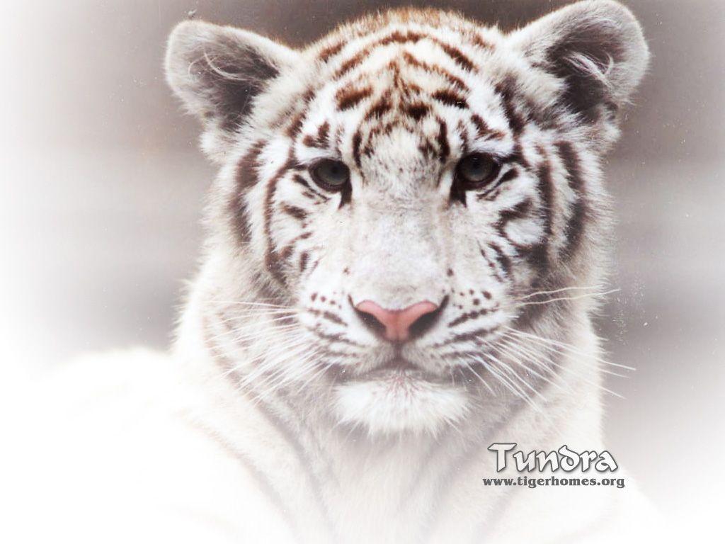 Beautiful white tiger wallpapers