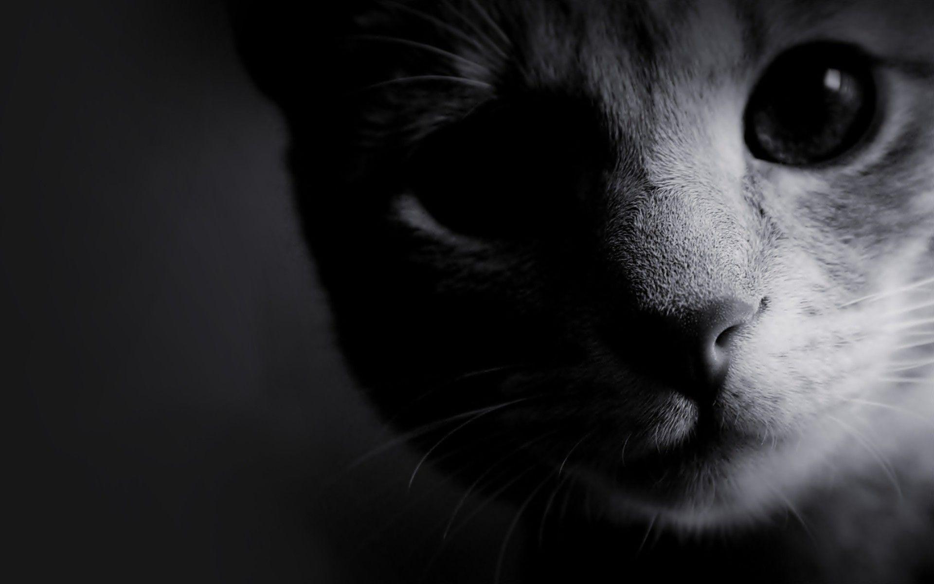Wallpaper For > Tumblr Background Cats Black And White