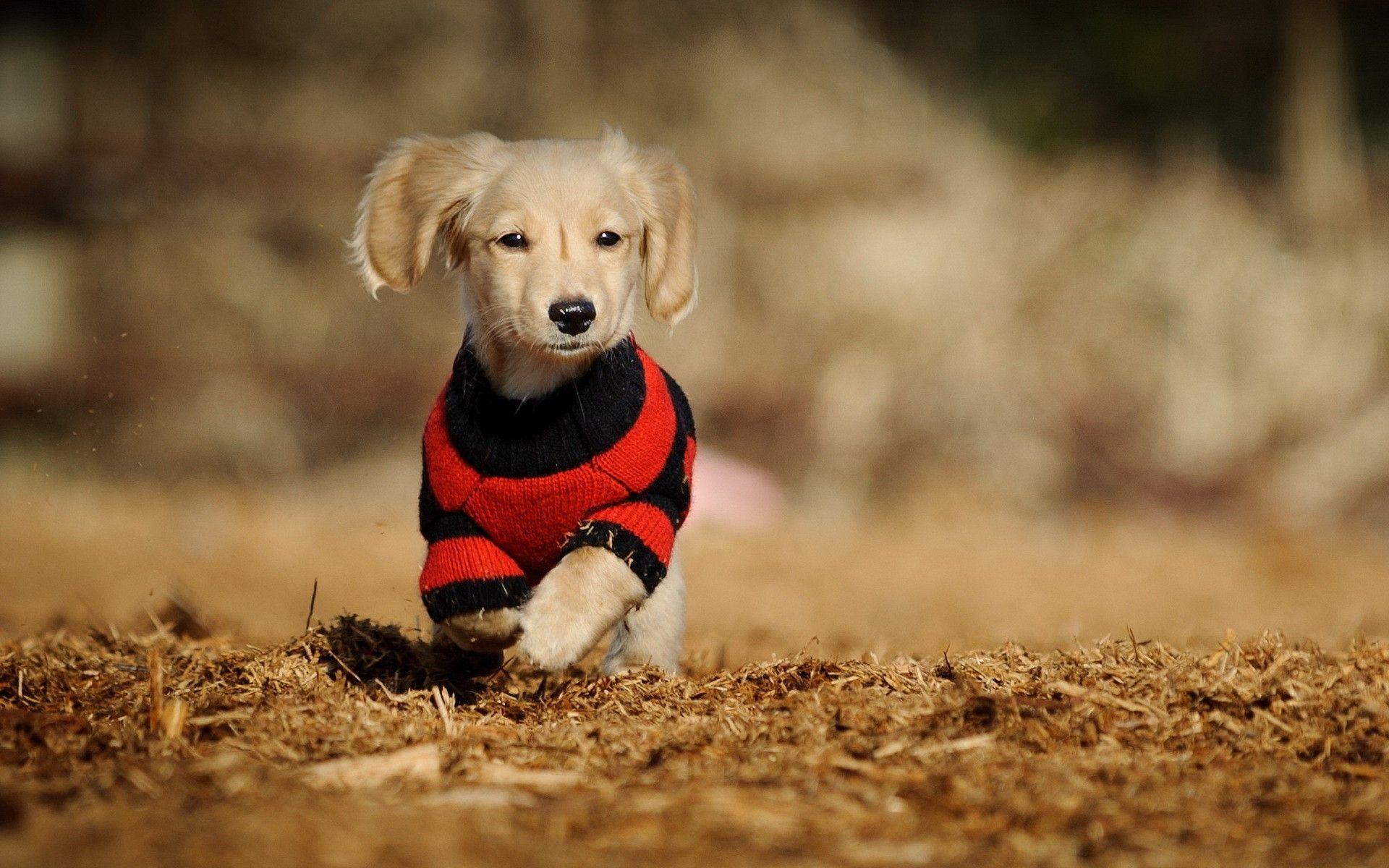 Clothed Cute Running Dog, Animals Wallpaper, HD phone wallpaper