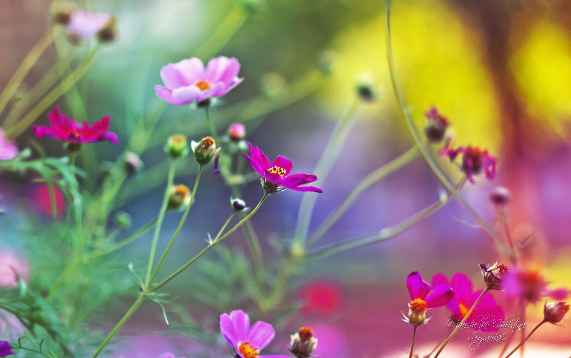 Amazing Flowers Wallpaper For Desktop