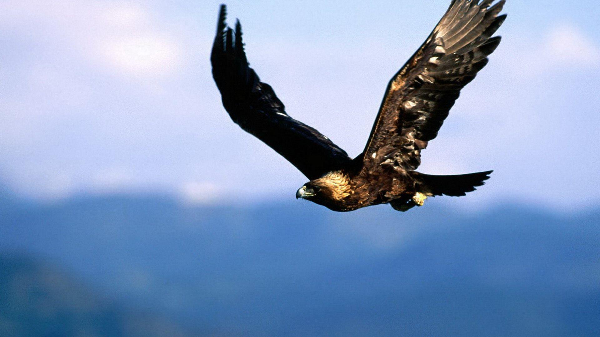 image For > Flying Eagle Wallpaper HD