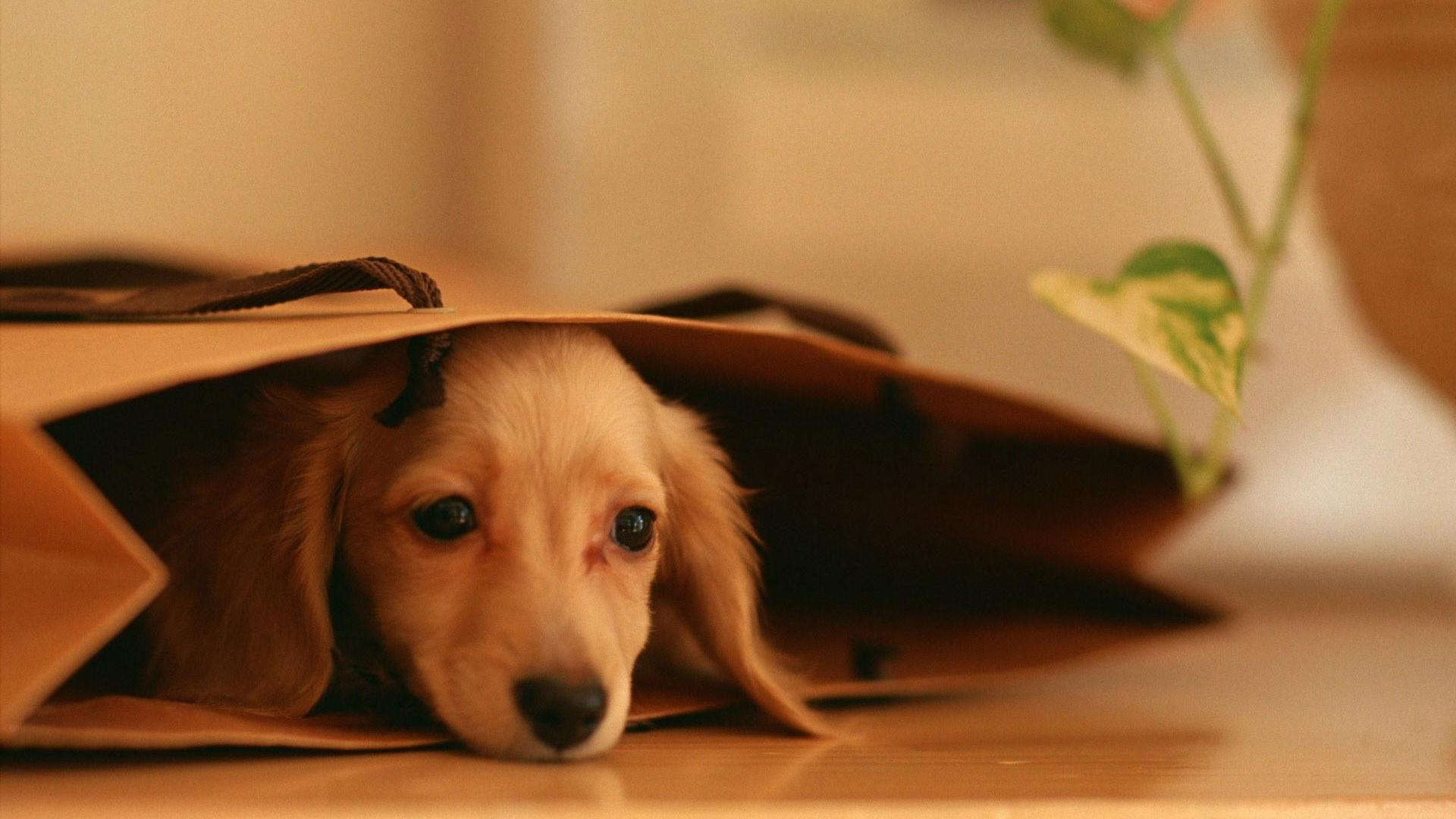 Dachshund Wallpapers - Wallpaper Cave