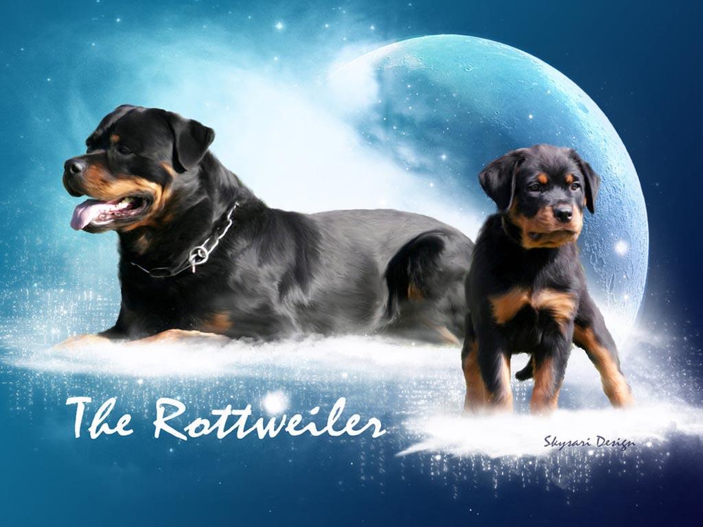 image For > Angry Rottweiler Wallpaper