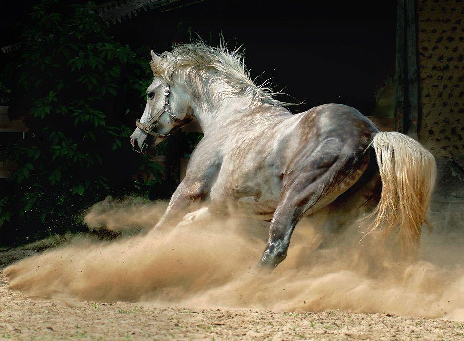 Top Horse Wallpaper. HD Desktop Wallpaper