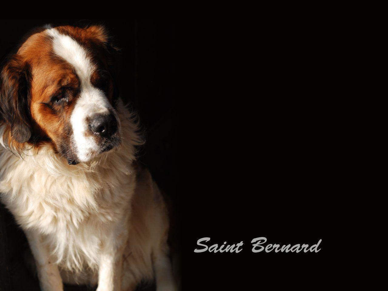 Saint Bernard breed wallpaper