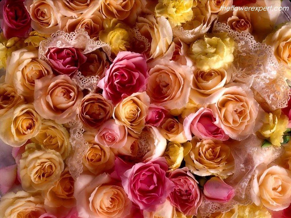 Exclusive Wallpaper On Beautiful Flowers Flower Expert