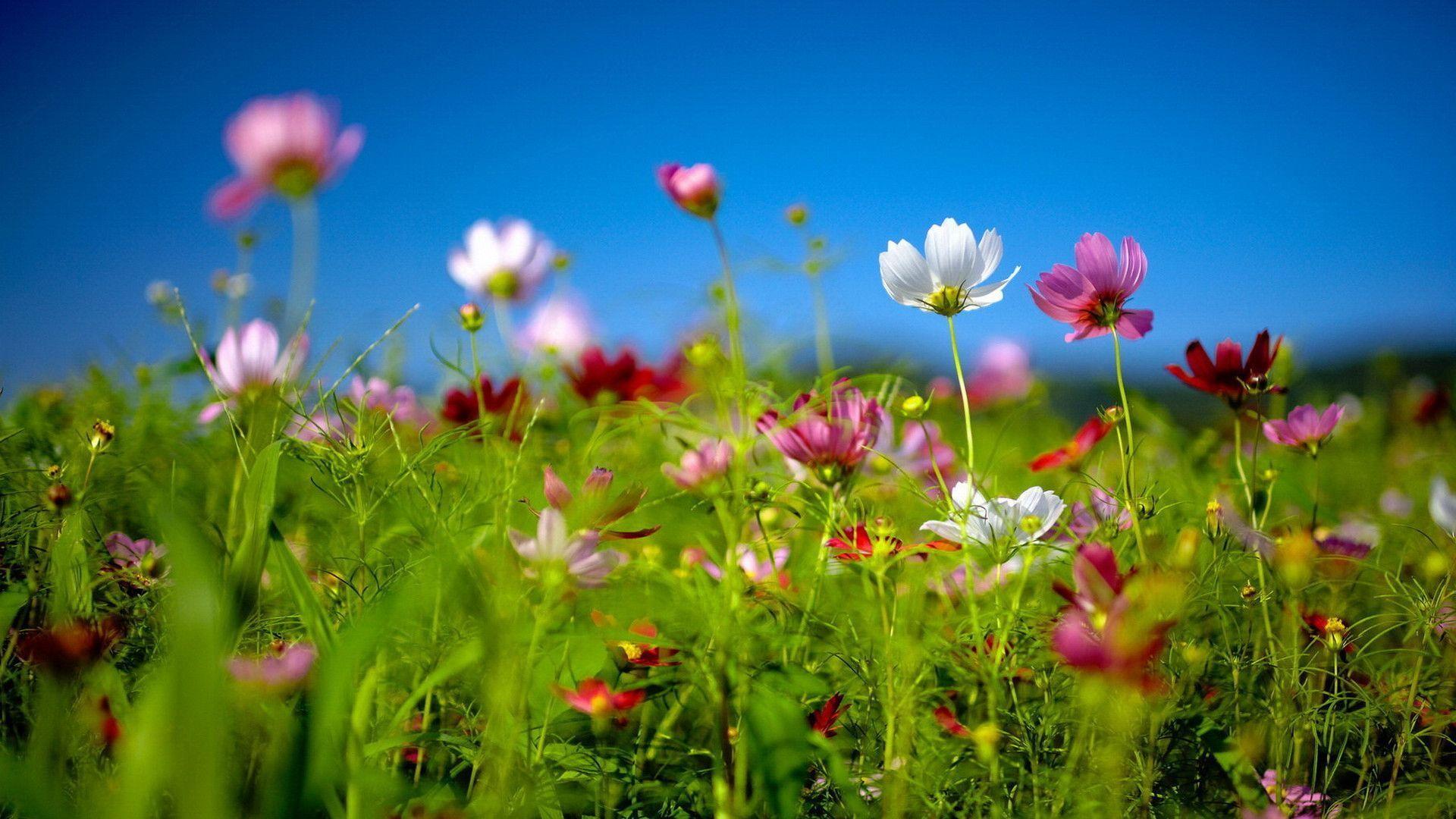 Spring wildflowers Windows 7 Theme and Wallpaper. Download