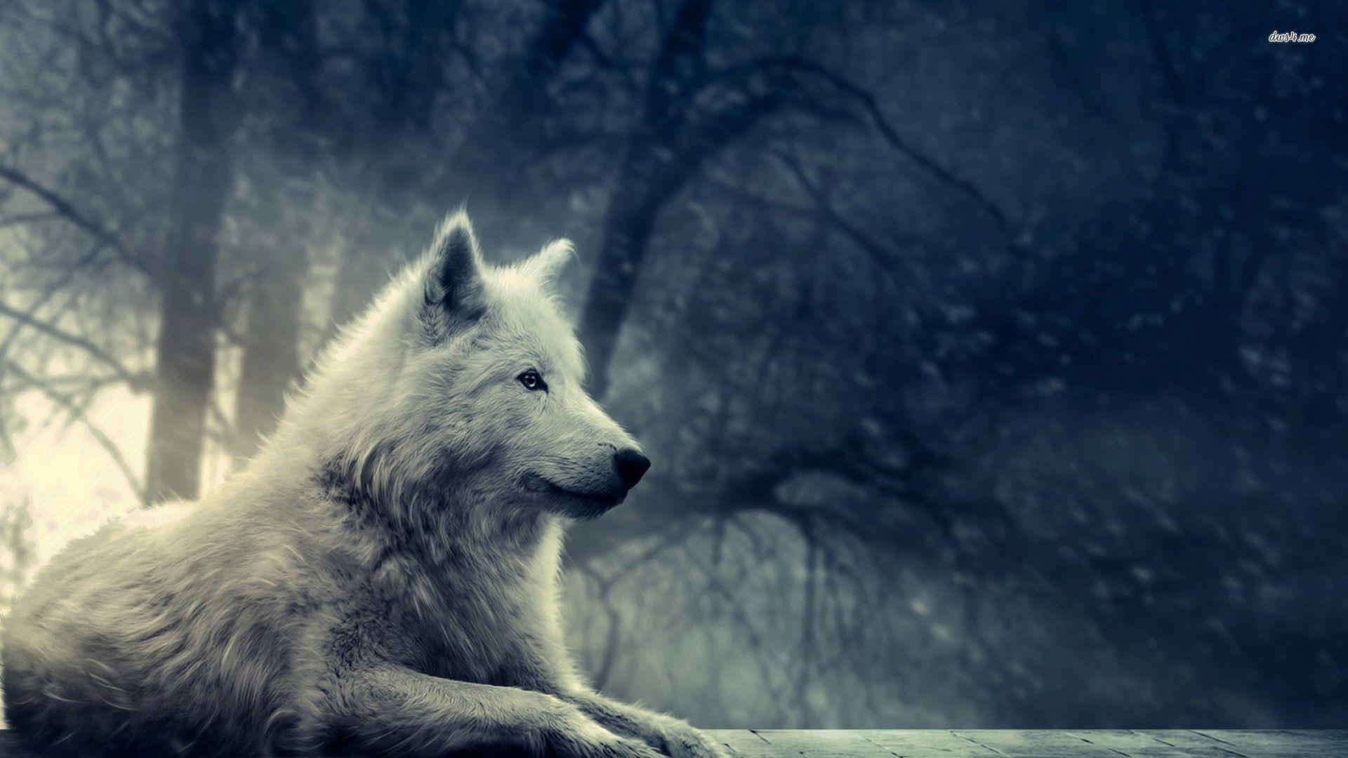 Wolf Wallpaper Desktop