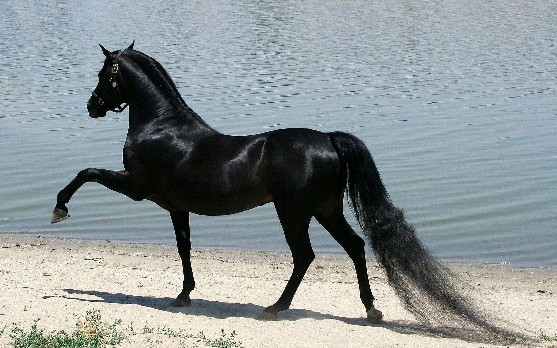 Black Horse Wallpapers  Top Free Black Horse Backgrounds  WallpaperAccess
