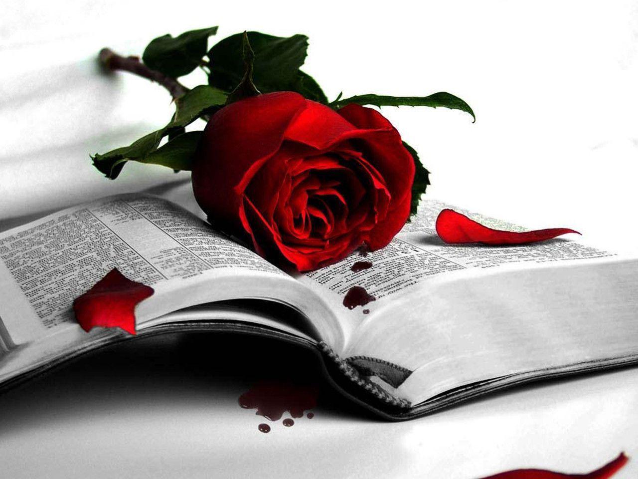 Red Rose Wallpapers - Wallpaper Cave