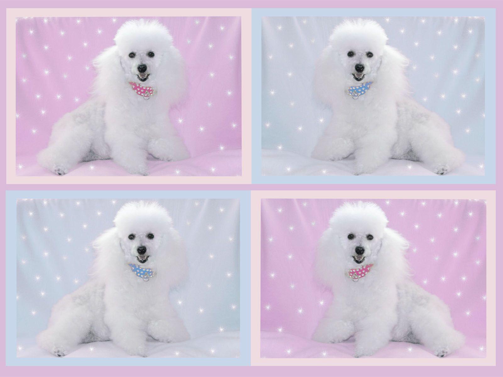 Poodle Desktop Wallpaper Background HD Cake Picture To Picture