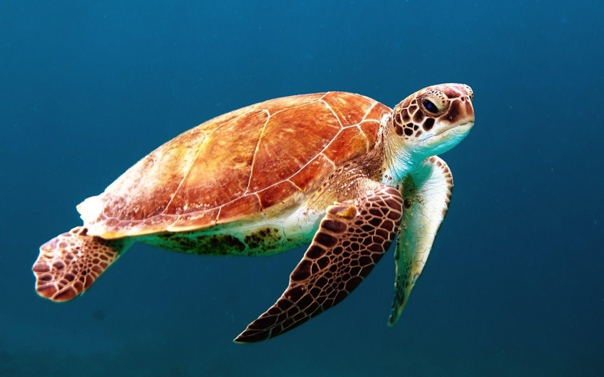 Sea Turtle Download Full HD Dekstop Wallpaper Wallpaper