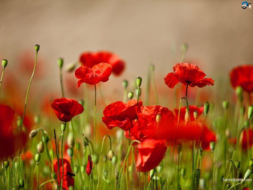Poppy Wallpapers - Wallpaper Cave
