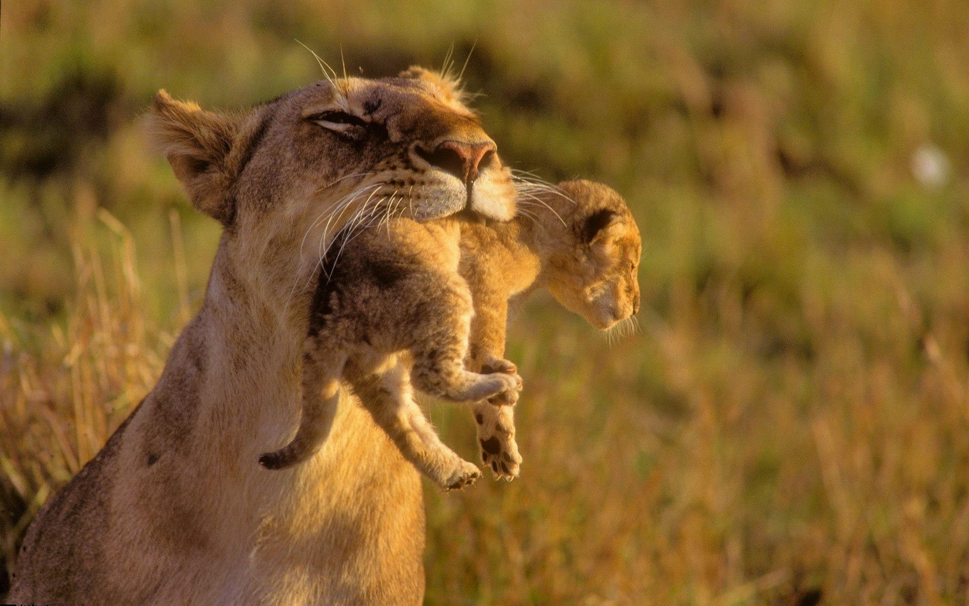 mother lion and baby Wallpaper