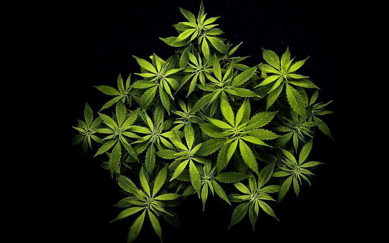 Cannabis Plant Wallpaper