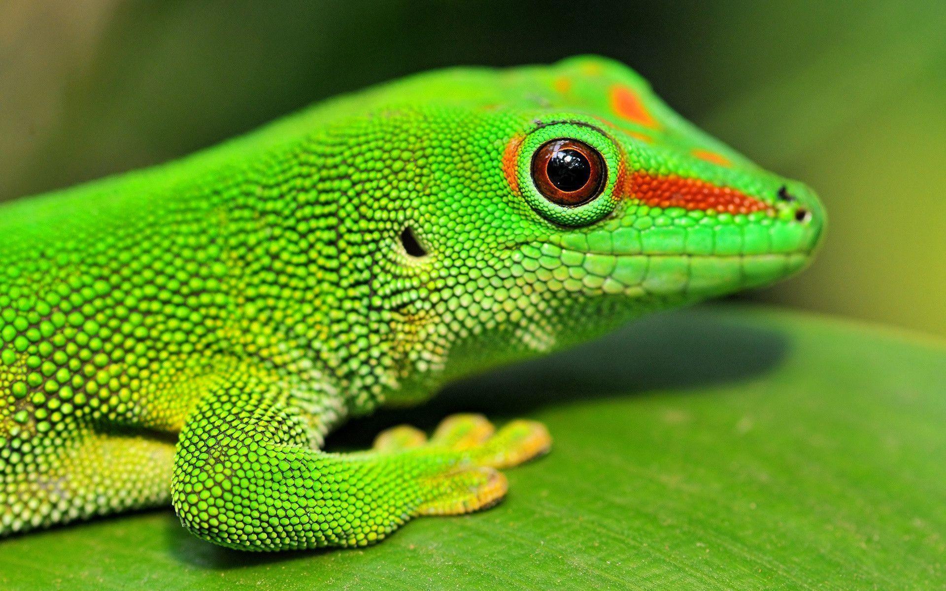 Gecko Wallpapers Wallpaper Cave