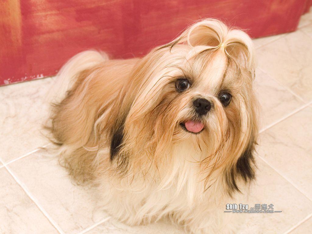 Shih Tzu Puppy Photo Tzu Dog wallpaper 1024x768 NO.2