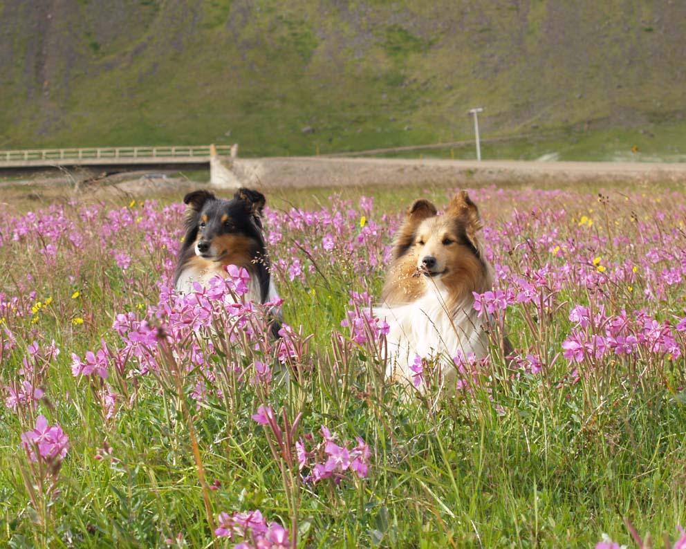 Shetland Sheepdog dogs in flowers photo and wallpaper. Beautiful