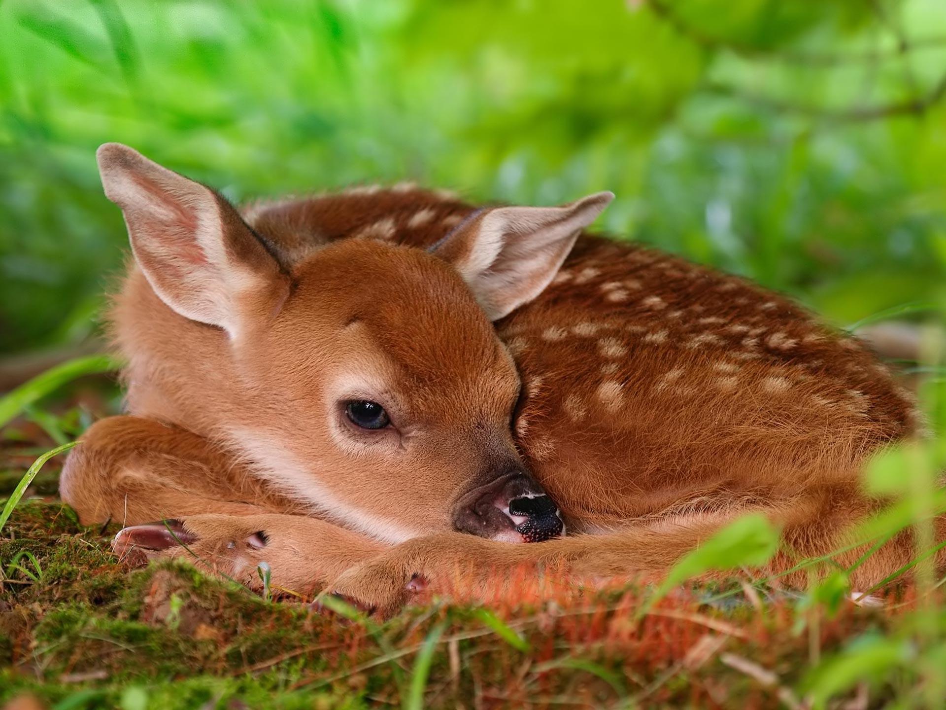 Desktop Wallpapers · Gallery · Animals · Red deer calf chital deer