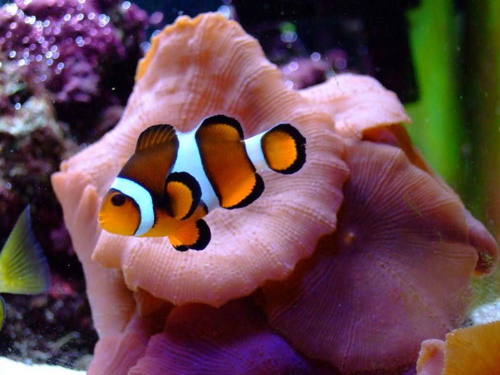 Clown Fish Free Wallpaper For Desktop. Fish, For, Clownfish